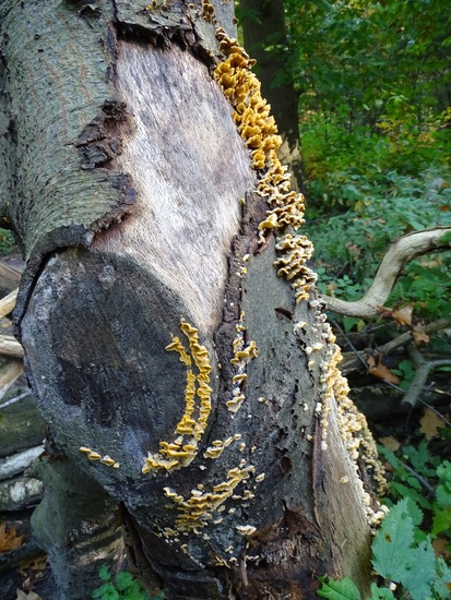 Nerhovensche bosschen.