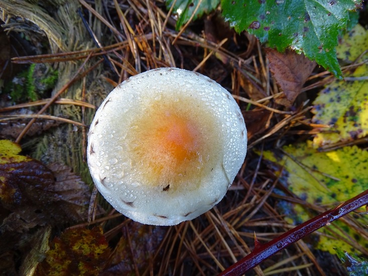 Tweekleurig vaalhoed.