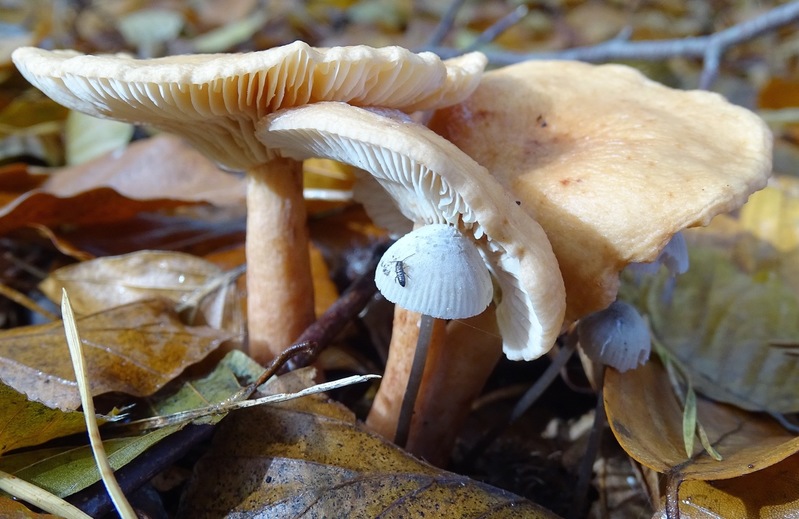 Melkzwam, en mycena.