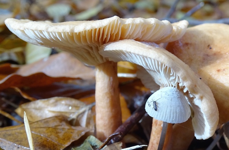 Springstaartje op mycena.
