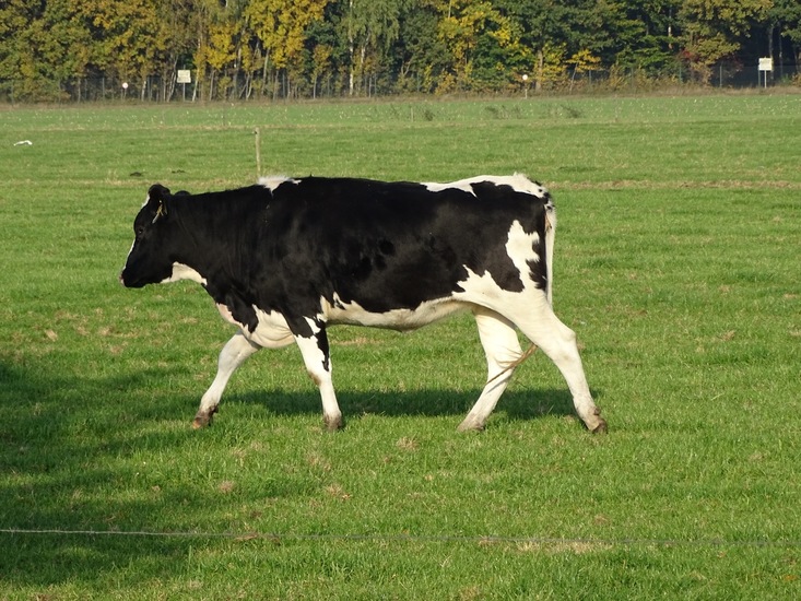 Onderweg, Rijen/Gilze.
