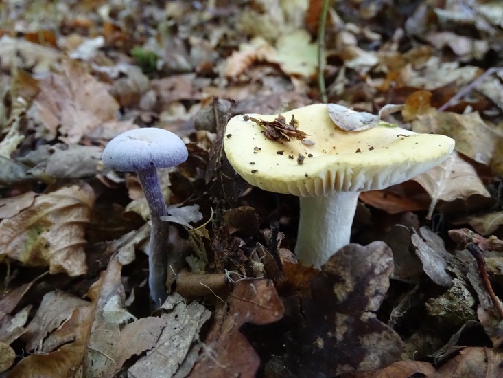 Melkzwam(?) en Amethist.