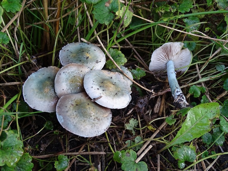 Valse groene koperzwam.