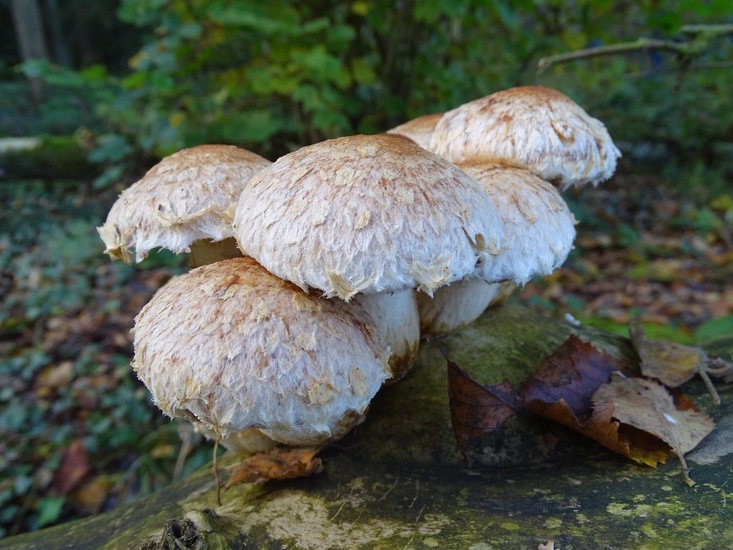 Wollige popelzwam (Pholiota populina).