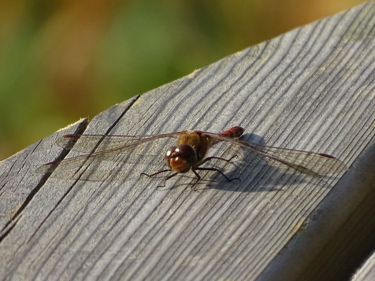 Nog een late... ( eind okt)