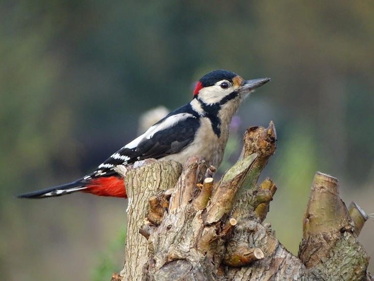 Ken en Geniet, Dongen.