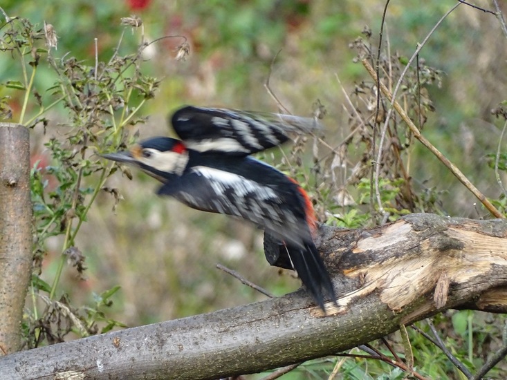 Grote Bonte specht.