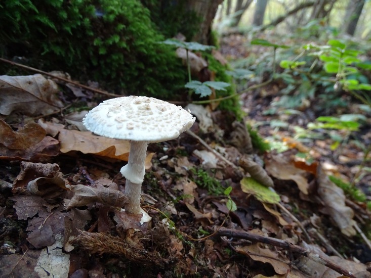 Nog te determineren.