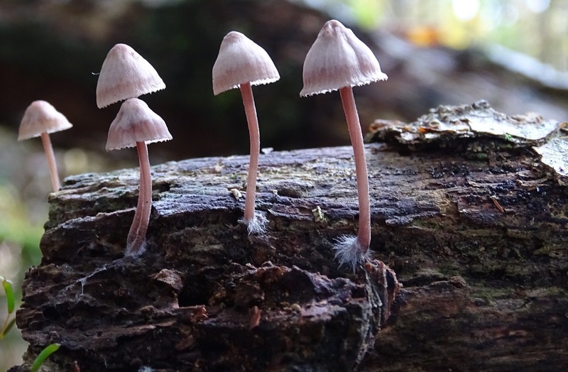 Nog te determineren.