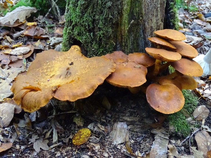 Nog te determineren.