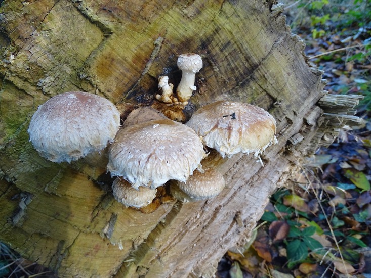 Nog te determineren.