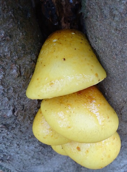 Goudvliesbundelzwam.