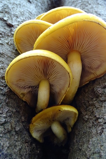 Goudvliesbundelzwam.