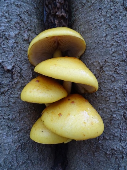 Goudvliesbundelzwam.