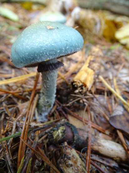 Echte Kopergroenzwam.