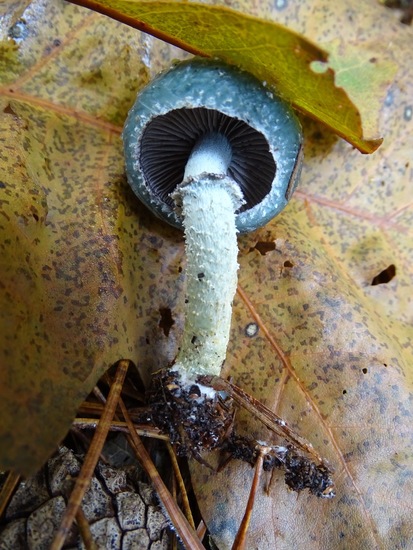 Echte Kopergroenzwam.