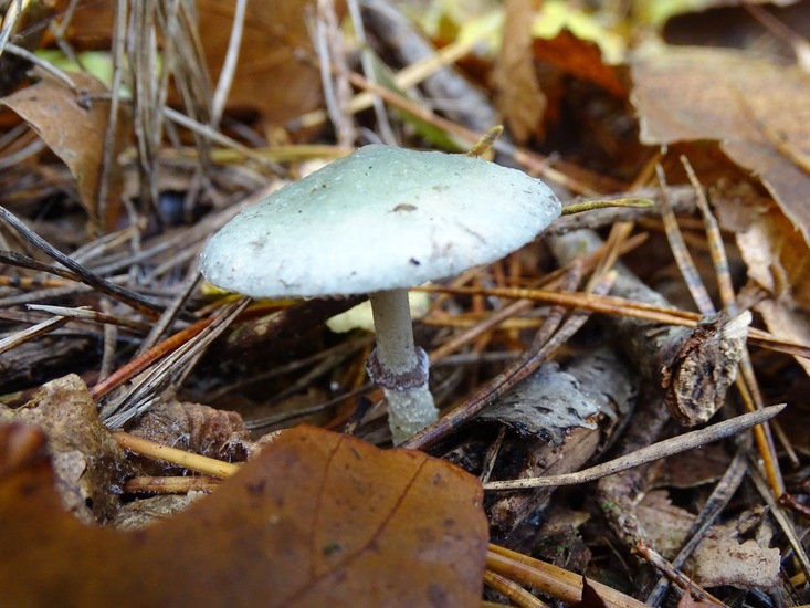 Echte Kopergroenzwam.