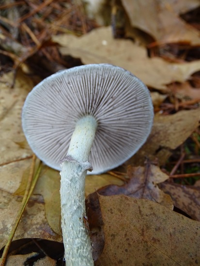 Echte Kopergroenzwam.