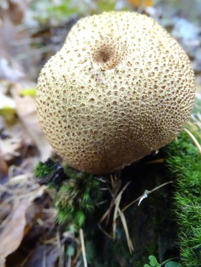 Gele aardappelbovist.