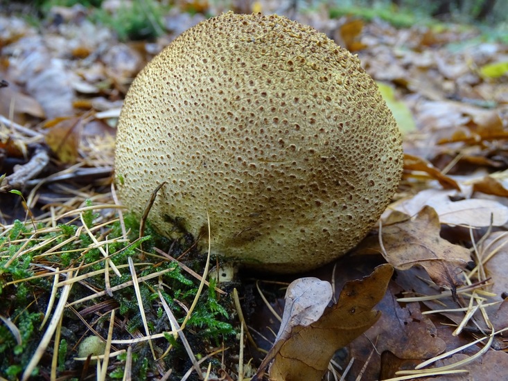 Gele aardappelbovist.