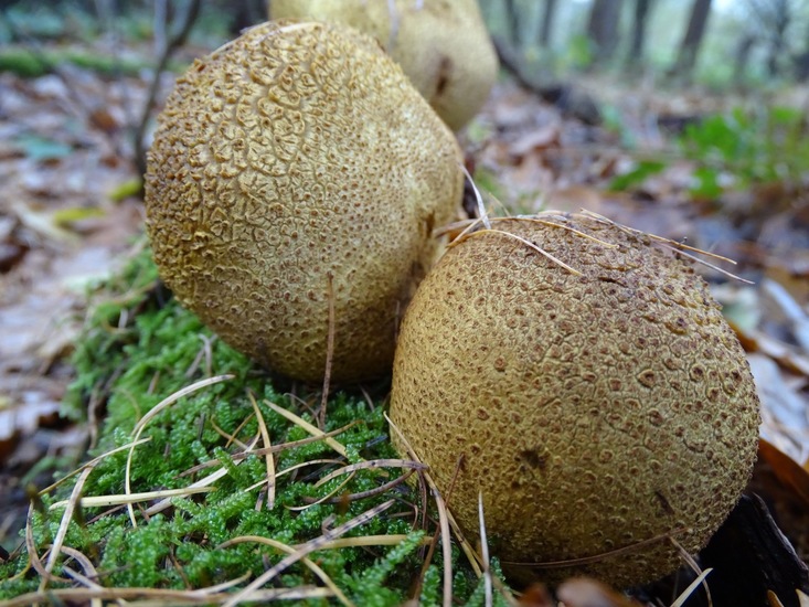 Gele aardappelbovist.