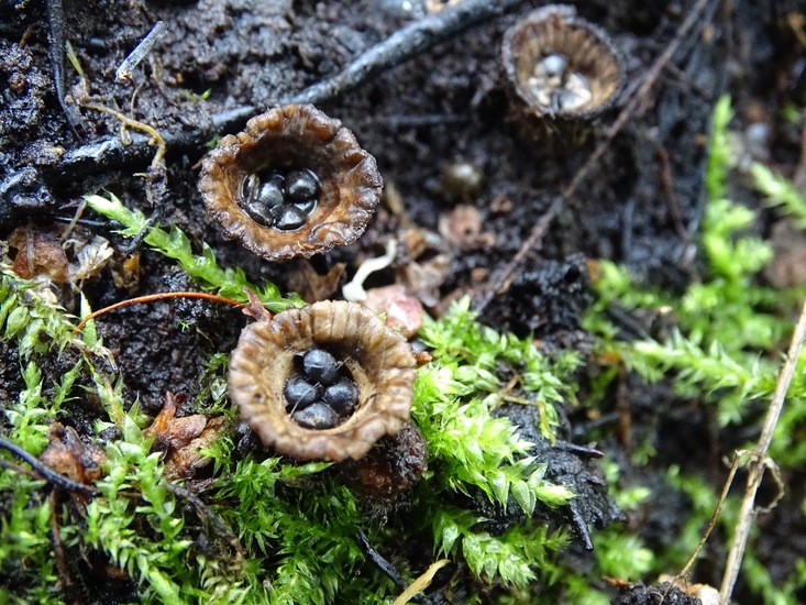 Gestreept Nestzwammetje.