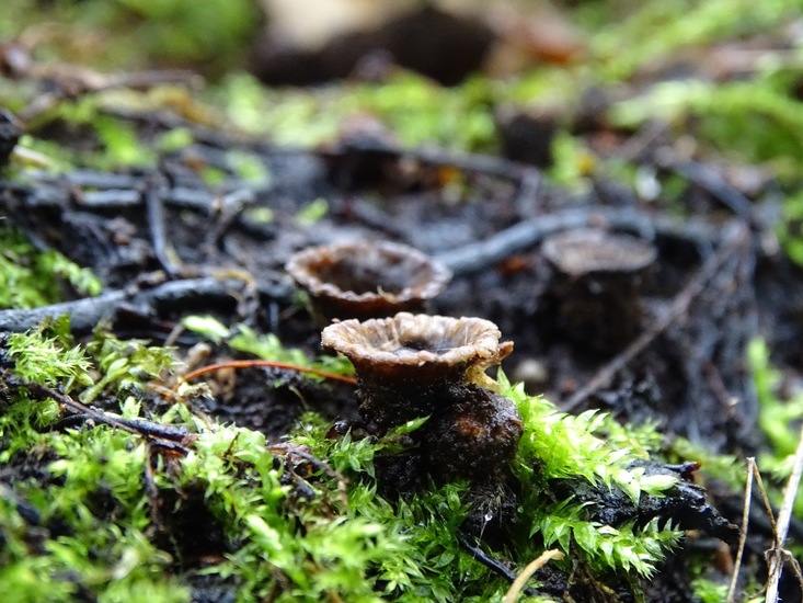 Gestreept Nestzwammetje.