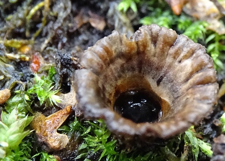 Gestreept Nestzwammetje.