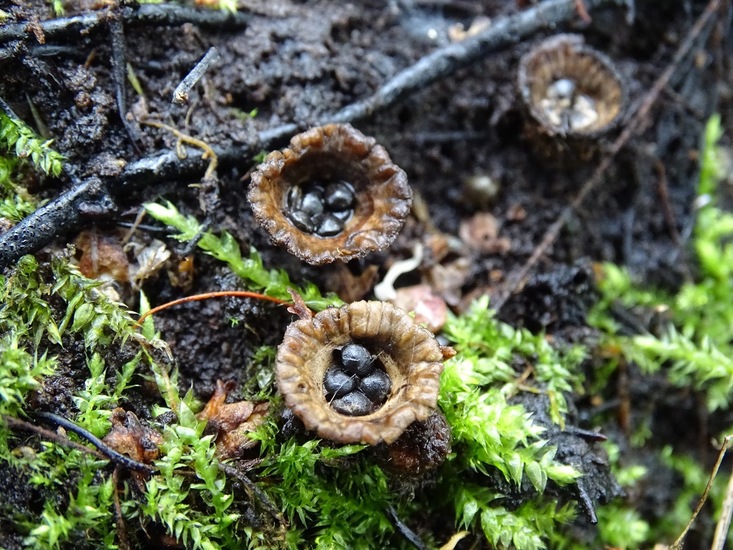 Gestreept Nestzwammetje.