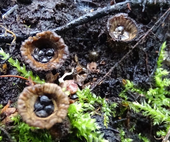 Gestreept Nestzwammetje.