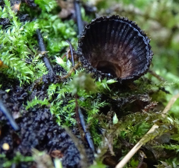 Gestreept Nestzwammetje.