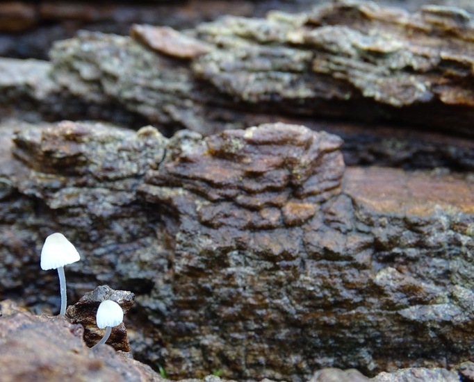 Bundelmycena(?)