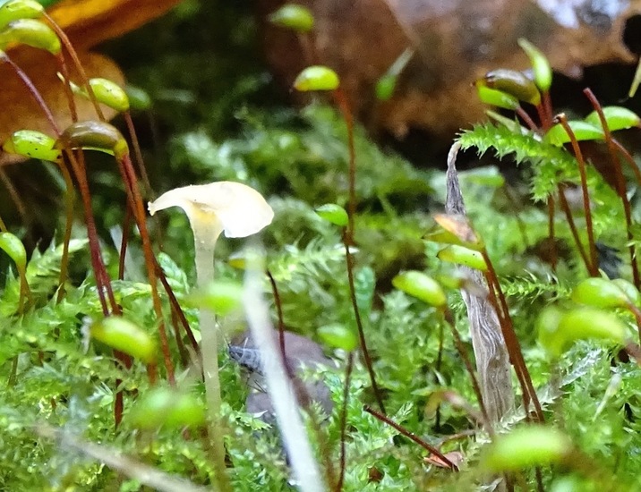 Mycena.
