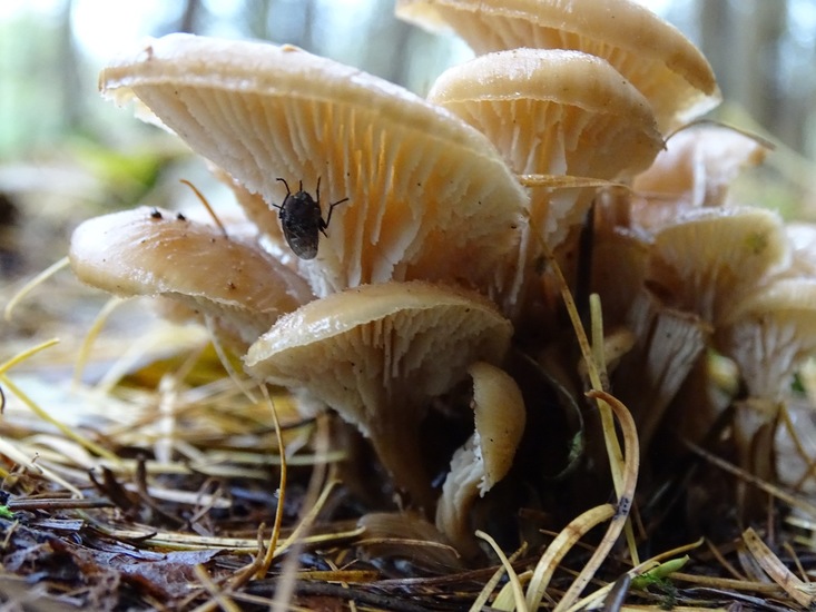 Gestreept Oorzwammetje..