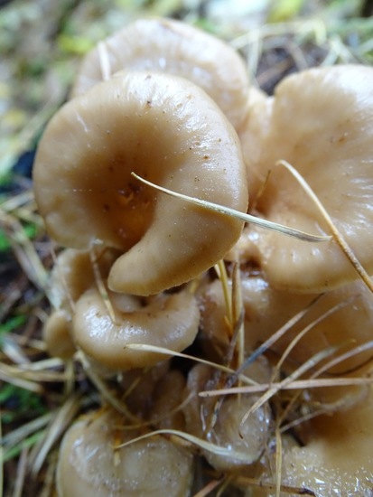 Gestreept Oorzwammetje.