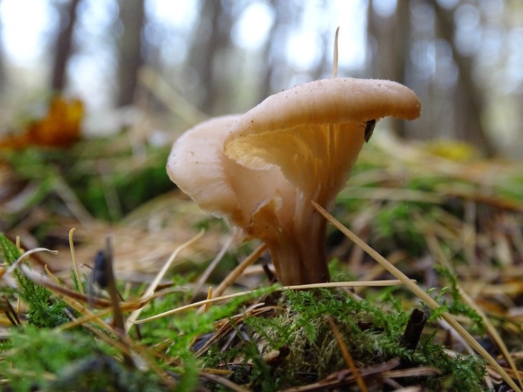 Gestreept Oorzwammetje.