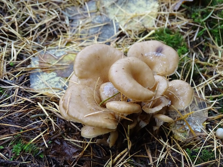 Gestreept Oorzwammetje.