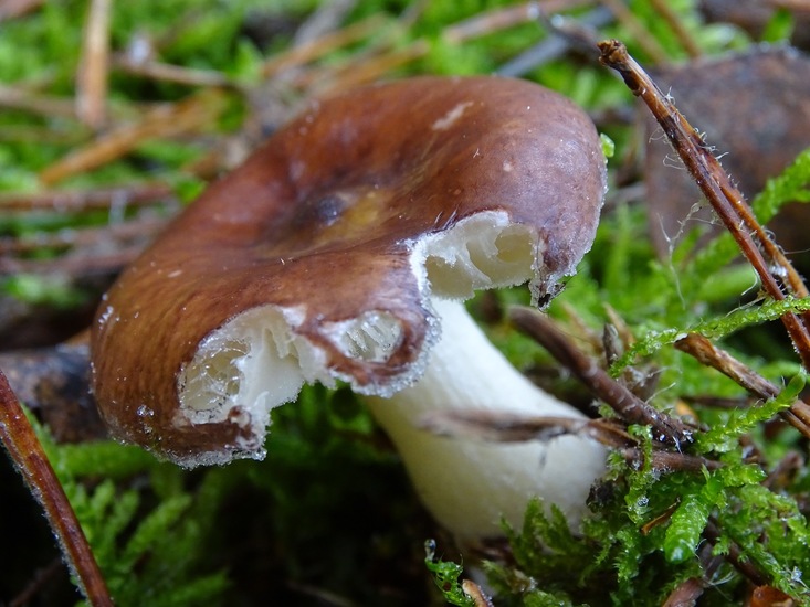 Kleine Berken russula.