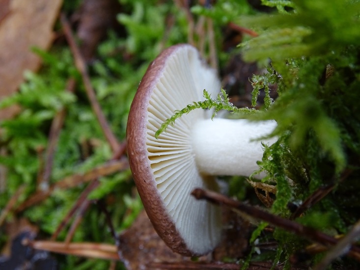 Kleine Berken russula.