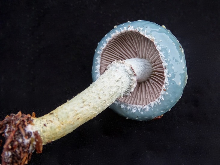 De echte kopergroenzwam.