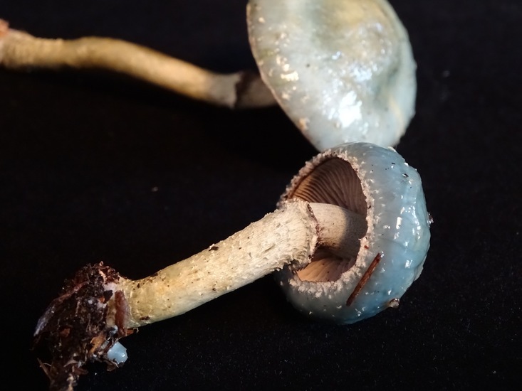 De echte kopergroenzwam.