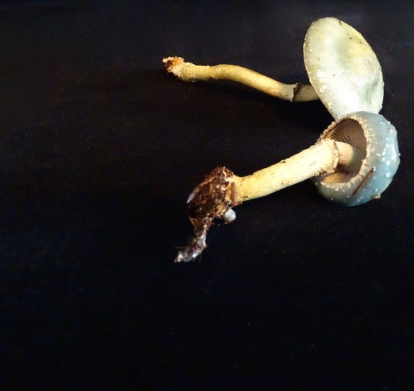 De echte kopergroenzwam.