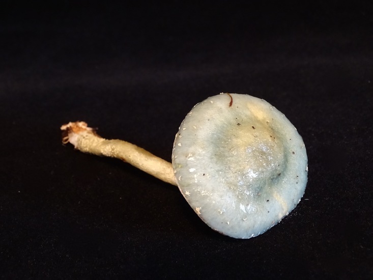 De echte kopergroenzwam.