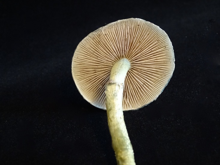 Valse groene koperzwam.