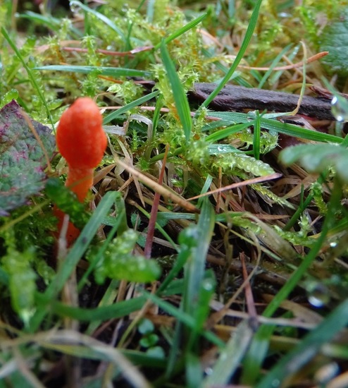 Rupsendoder (Cordyceps militaris)