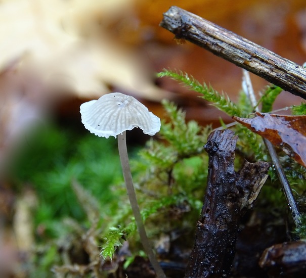 Mycena.