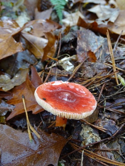 Appelrussula.