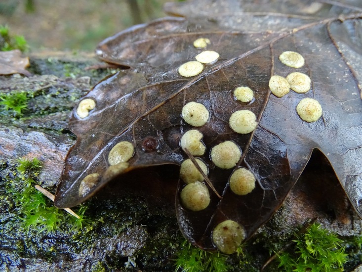 Gallen op eikenblad.