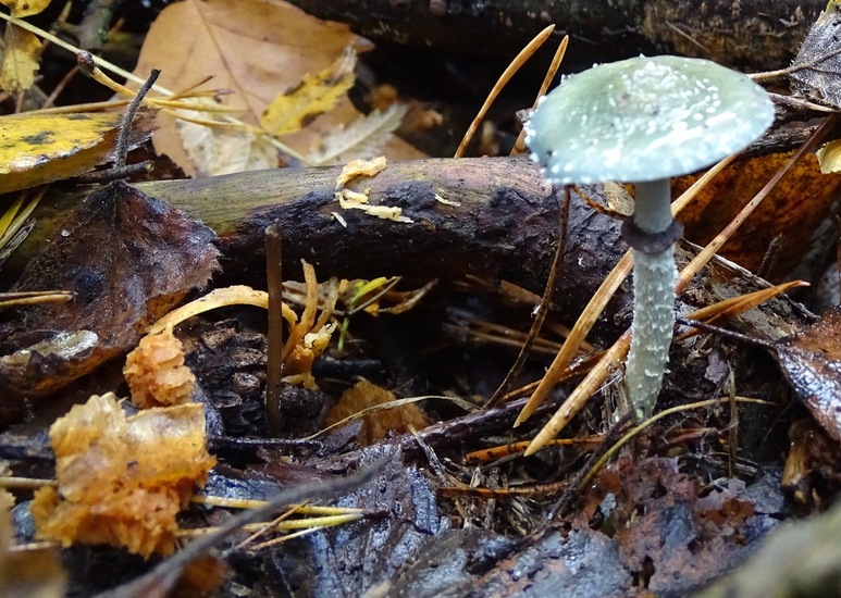 Echte Kopergroenzwam.