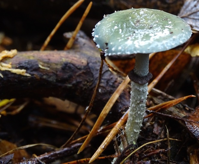 Nerhovensche bossen.